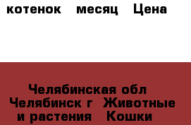 котенок 1 месяц › Цена ­ 10 - Челябинская обл., Челябинск г. Животные и растения » Кошки   